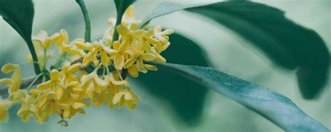 桂花 寓意|【花语】—桂花的寓意和象征